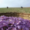 Sofran pistil - imagine 3